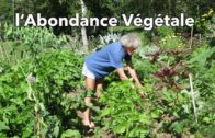 l’Abondance Végétale (selon Philip Forrer) – culture sur buttes