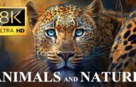 ANIMALS and NATURE 8K